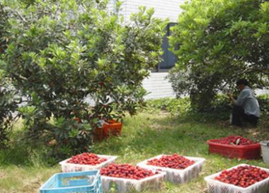 剛摘下來的楊梅